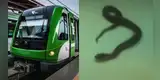 Pasajeros de Línea 1 reportan la presencia de una SERPIENTE en los ASIENTOS del tren: 'Aléjense'