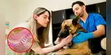 Bacteria mortal ATACA a perros en California: Estas son las recomendaciones para los propietarios