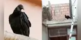 Gallinazo se mete a casa de vecina de San Isidro y hace su NIDO: SERFOR intervino y sucede lo IMPENSADO