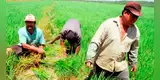 Productores de arroz lanzan ULTIMÁTUM al Gobierno: declaran estado de emergencia o se van a PARO INDEFINIDO
