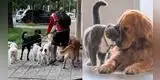 El ESCANDALOSO MONTO que tendrán que pagar de MULTA los ciudadanos que tengan más de dos MASCOTAS en casa