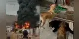 Tragedia en Villa El Salvador: Gigante incendio consume almacén y pone en riesgo a alberge de perros