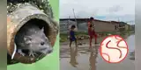 ¡ALERTA! Contagios y fallecidos por leptospirosis se disparan en tres regiones: síntomas pueden ser mortales