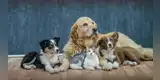 ¡Justicia para las mascotas! Congreso endurece las penas contra maltrato animal: ¿cuántos años de cárcel recibirán los agresores?