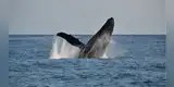 ¡SORPRESA EN EL MAR! Inusual avistamiento de ballenas en Lima y Callao sería por el Niño Costero