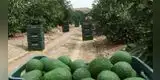 Cultivo de paltas: el "oro verde" del Perú