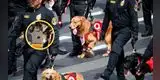 Canes de la Policía generan ALARMA tras mostrar signos de AGOTAMIENTO por el calor en la Parada Militar 2026