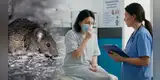 ALERTA SANITARIA | Chile activa protocolos de bioseguridad tras 18 fallecidos por hantavirus: ¿existe riesgo para el Perú?