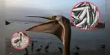 PELÍCANOS en Chorrillos luchan por SOBREVIVIR: se enfrentan a la escasez de anchoveta por El Niño