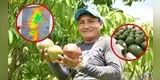 ¡Alerta en Lambayeque! El intenso calor pone en RIESGO las cosechas de MANGO y PALTA