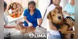 Campaña veterinaria GRATIS este 11 de agosto: conoce dónde atenderán a perros y gatos sin costo