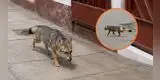 ZORRO ANDINO aparece CAMINANDO por las CALLES de Manchay y sorprende a vecinos: Serfor tuvo que INTERVENIR