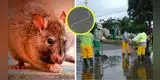 ¡Más CONTAGIOS y HOSPITALIZADOS! Leptospirosis en Perú ALCANZA su nivel más alto de los últimos años