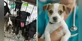 MALTRATO ANIMAL: Proponen hasta 6 AÑOS de cárcel por CRUELDAD y ABANDONO de MASCOTAS