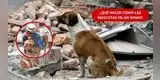 ¡ALERTA PARA DUEÑOS DE MASCOTAS! Un SISMO puede cambiarlo todo en segundos: ¿cómo proteger a tu PERRO O GATO?
