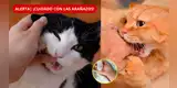 ¡TEN CUIDADO! ¿Tu gato te mordió o arañó? Estos SÍNTOMAS podrían revelar una PELIGROSA INFECCIÓN, según INS