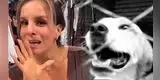 ¡NO SE QUEDA CALLADA! Alejandra Baigorria SE PRONUNCIA tras denuncia por ABANDONO de MASCOTAS en albergue: “Yo no tengo...”