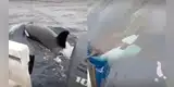 Depredadores marinos en litoral costero: Orcas SORPRENDEN a pescadores en playa limeña con INESPERADO comportamiento