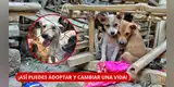 ¡MILLONES ESPERAN UNA FAMILIA! Perú tendría más de 6 millones de animales abandonados | CONOCE CÓMO ADOPTAR