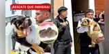 ¡Los encontraron en TERRIBLES CONDICIONES! Rescatan decenas de PERRITOS en SJM: 6 cachorros luchan por su vida | Fiscalía investiga