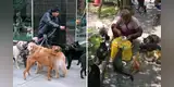 En esta ciudad del Perú sancionarán con multas de hasta S/1.100 a dueños que tengan más de dos mascotas