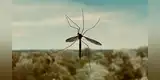 Google planea liberar en el aire a 64 millones de mosquitos infectados con bacterias, pero a los científicos no les preocupa