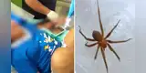 Adolescente fallece tras ser mordida por una araña: autoridades lanzan importante advertencia