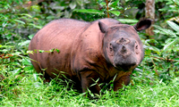 Muere última rinoceronte de Sumatra
