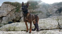Kuno es el primer perro de trabajo militar del Reino Unido en ser equipado con una prótesis ligera.