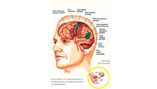 Conoce las funciones del sistema nervioso