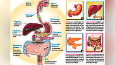 El sistema digestivo y el recorrido de los alimentos en el cuerpo humano