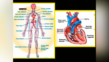 El Corazón: conoce sus partes y funciones en el sistema circulatorio