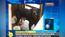 Carmen de la Legua: seis Rottweiler fueron abandonados por municipio (FOTOS)