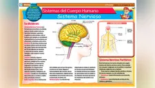 Conoce el Sistema Nervioso Central y Periférico del cuerpo humano