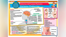 Conoce las principales funciones del sistema endocrino