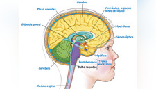 Sistema nervioso: conoce cuál es su composición en el cuerpo humano