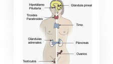 Conoce los tipos de glándulas del sistema endocrino