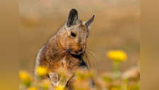 Fauna peruana: Vizcacha de la sierra