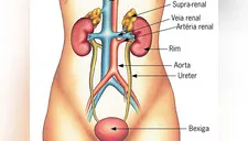 ¿Qué es el sistema urinario y sus funciones en el cuerpo humano?