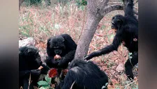 Estudio revela que los chimpancés comparten alimento solo con sus amigos