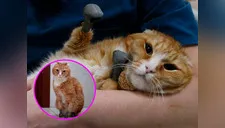 Gatitos callejeros de Siberia disfrutan de sus nuevas patas biónicas [VIDEO]