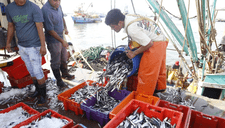 ¿Por qué se celebra el día del pescador y San Pedro y San Pablo el 29 de junio?