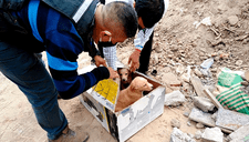 Surco: Brigada Canina del municipio rescata a cuatro perros abandonados en una caja [FOTOS]