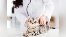 Día Internacional del Gato: La importancia de la esterilización y dónde puedo hacerlo