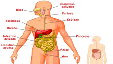 Aprende sobre el Sistema Digestivo