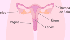 ¿Qué es el sistema reproductor femenino?: conoce sus partes y cómo funciona el aparato reproductor