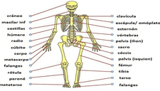 Sistema esquelético: descubre su función vital y la estructura del esqueleto humano