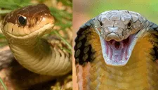 ¿Cuál es el significado de soñar con una serpiente que ataca pero no muerde?