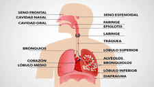 ¿Cuáles son las funciones del sistema respiratorio?