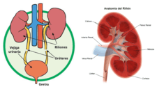 ¿Qué es el sistema excretor y cuál es la función del sistema urinario?